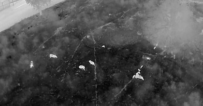KUŞADASI'NDA YABAN DOMUZLARINA KARŞI TERMAL DRONLU MÜCADELE
