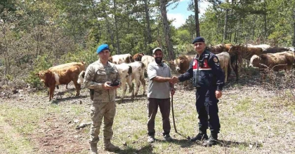KÜTAHYA’DA KAYIP BÜYÜKBAŞ HAYVANLAR DRONLA BULUNDU