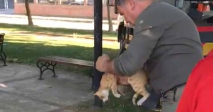 MANİSA'DA AĞAÇTA MAHSUR KALAN KEDİ KURTARILDI