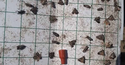 MANİSA’DA MEYVE ÜRETİCİLERİNE ‘İÇ KURDU’ UYARISI