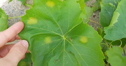 MANİSALI BAĞCILARA KÜLLEME VE MİLDİYÖ HASTALIĞI UYARISI