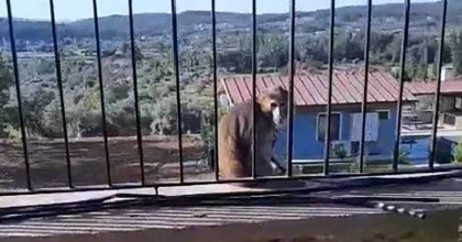 MUĞLA'DA KAÇAK MAYMUN ALARMI