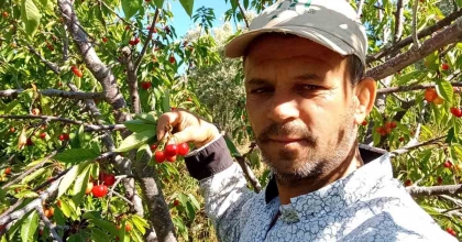 NAPOLYON KİRAZI FİYATIYLA ÜRETİCİLERİN YÜZÜNÜ GÜLDÜRDÜ