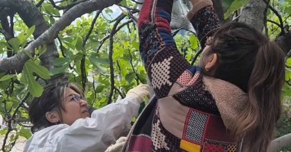 ORTACA’DA KAHVERENGİ KOKARCA’YA KARŞI TUZAKLI TAKİP BAŞLADI