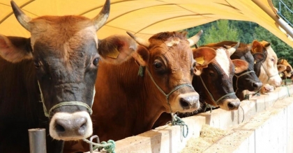 PASVAK AŞEVİ’NDEN BAĞIŞ ÇAĞRISI