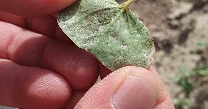 PAMUK ÜRETİCİLERİNE 