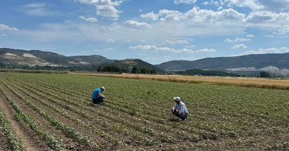 PAMUK ÜRETİCİLERİNE 