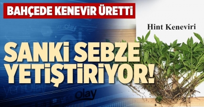 SEBZE GİBİ KENEVİR YETİŞTİREN ŞÜPHELİ YAKALANDI