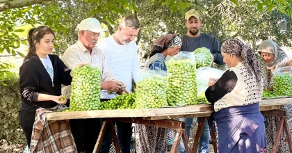 SARAYKÖY’DE ERİK HASADI BAŞLADI