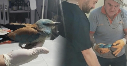 SIRBİSTAN'DAN DENİZLİ'YE UÇTU