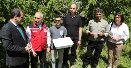 SALİHLİ’DE 3 BİN ‘SAMURAY ARICIĞI’ DOĞAYA SALINDI