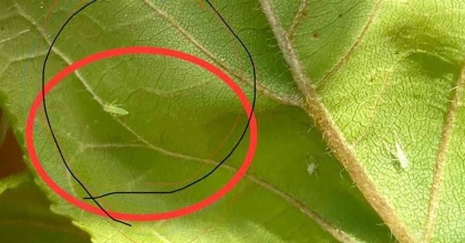 SALİHLİ'DE ÜRETİCİLERE 'FİDAN DİP KURDU' UYARISI