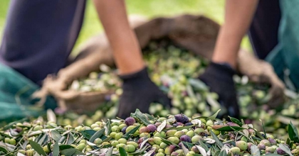 SOFRALIK ZEYTİN İHRACATI 128 MİLYON DOLARDAN 162 MİLYON DOLARA YÜKSELDİ