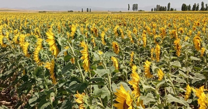 SÖKE'DE BUĞDAY HASADI SONRASI AYÇİÇEĞİ EKİMİNE DESTEK