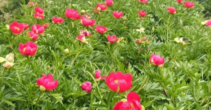 SPİL'DE ŞAKAYIKLAR AÇTI: KOPARMANIN CEZASI 557 BİN 212 TL