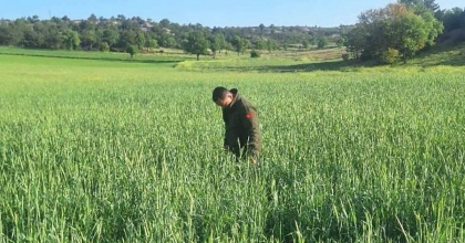 SÜNE ZARARLISINA KARŞI MÜCADELE SÜRÜYOR