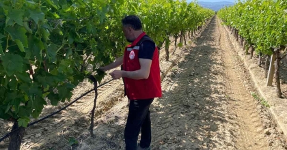 ÜZÜM BAĞLARINDA HASAT ÖNCESİ PESTİSİT DENETİMİ BAŞLADI