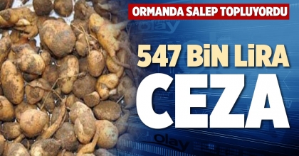 ORMANDA SALEP TOPLUYORDU 547 BİN LİRA CEZA