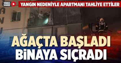 AĞAÇTA BAŞLADI BİNAYA SIÇRADI