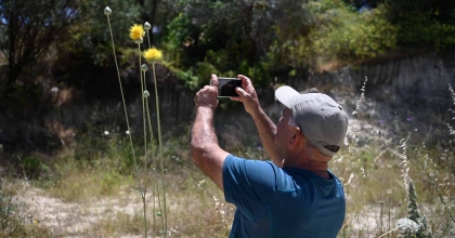 KUŞADASI’NIN SEMBOLÜ 'TÜLÜŞAH' ÇİÇEK AÇTI