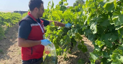 HASAT ÖNCESİ PESTİSİT DENETİMİ