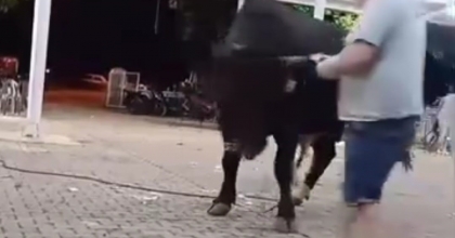 TANITIMI YAPILAN BOĞAYA PARA ATARKEN BOYNUZ DARBESİYLE YARALANDI