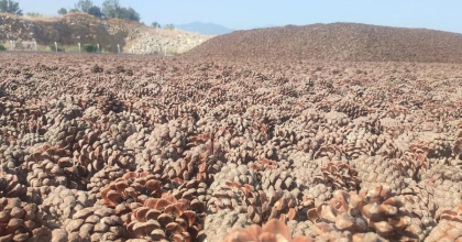  AYDIN ÇAM FISTIĞI DÜNYA ÇAPINDA GÜÇLENİYOR