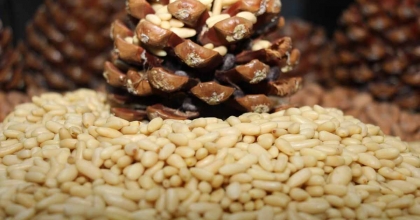 AYDIN ÇAM FISTIĞI, AVRUPA BİRLİĞİ TESCİLİYLE TAÇLANDI