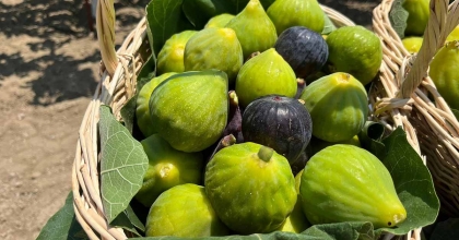 AYDIN’DA ERKENCİ İNCİRLER ÇIKTI