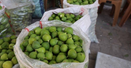 AYDIN İNCİRİNDE 'İLEKLEME' SEZONU BAŞLADI