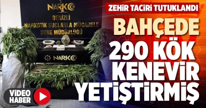 BAHÇEDE 290 KÖK KENEVİR YETİŞTİRMİŞ
