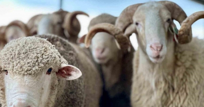 BÜYÜKŞEHİRDEN TARIM VE HAVYANCILIĞA DESTEK