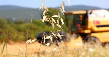 BODRUM BELEDİYESİ'NDEN KARAKILÇIK BUĞDAYI HASADI