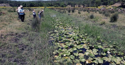 BU ÇİÇEK, ÖZELLİKLERİ İLE DÜNYADA TEK