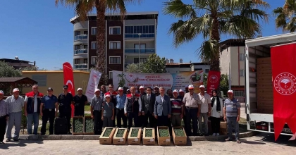 BUHARKENT’TE DOMATES FİDELERİ ÜRETİCİLERE TESLİM EDİLDİ