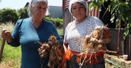 COĞRAFİ İŞARETLİ ULA SARIMSAĞI İLGİ ODAĞI OLDU