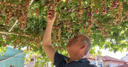 EV ÖNÜNDEKİ ASMADAN MAHALLEYE ÜZÜM İKRAMI