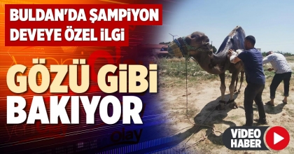 GÖZÜ GİBİ BAKIYOR