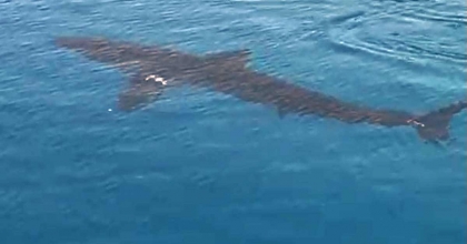 GÖKOVA KÖRFEZİNDE BEYAZ KUM KÖPEKBALIĞI SÜRPRİZİ