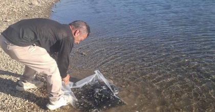 GÖLETLERE 85 BİN YAVRU SAZAN BALIĞI BIRAKILDI
