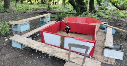 HAYVANLARI KORUMA DERNEĞİ BAŞKANI HOROZ DÖVÜŞTÜRÜRKEN YAKALANDI