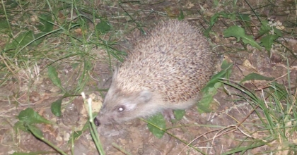 KAMERALAR BU KEZ KİRPİ YAKALADI