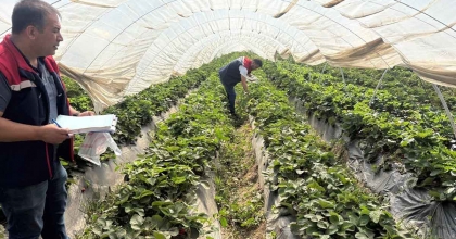 KOÇARLI'DA ÇİLEKLERE SIKI DENETİM