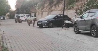 KUŞADASI SOKAKLARINDA DOMUZ İSTİLASI