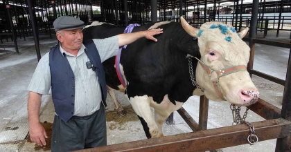 KÜTAHYA’DA 1 TON 200 KİLOLUK KURBANLIK 350 BİN TL'YE SATILDI