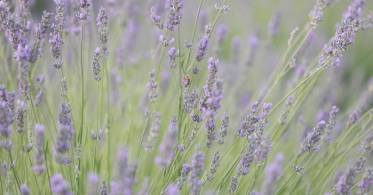 LAVANTA BAHÇESİ ZİYARETÇİLERİNİ BEKLİYOR