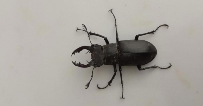 NADİR TÜR DENİZLİ’DE GÖRÜLDÜ