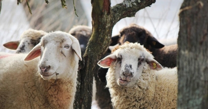O ÜLKEDE KURBAN KESİLMEYECEK