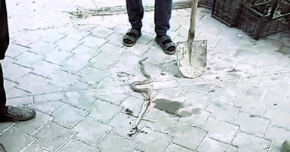 OKUL BAHÇESİNDEKİ YILAN GÖRÜLDÜ