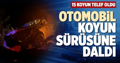 OTOMOBİL KOYUN SÜRÜSÜNE DALDI